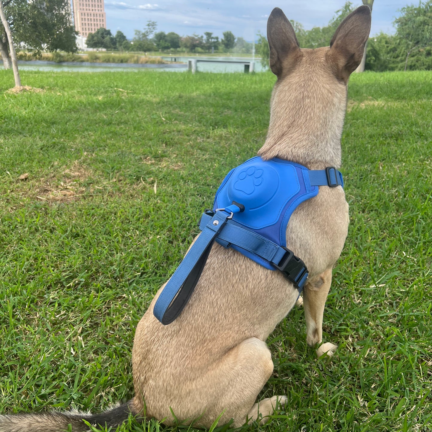 The Liberty Leash™ Dog Harness & Integrated Leash